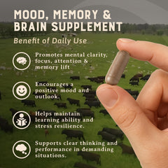 Heart & Soil capsules daily dose close-up for cognitive support