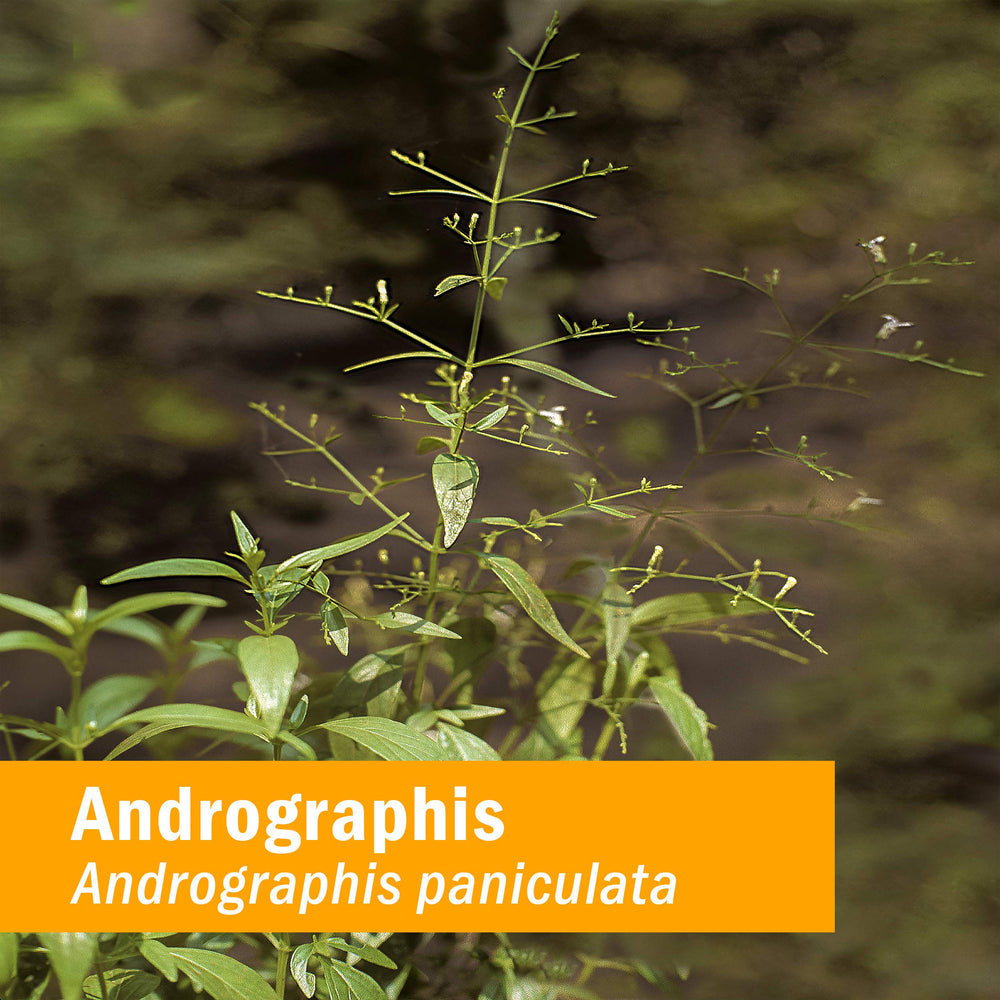 Dropper releases Andrographis extract for quick, rapidly absorbed liquid form.