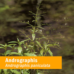 Dropper releases Andrographis extract for quick, rapidly absorbed liquid form.