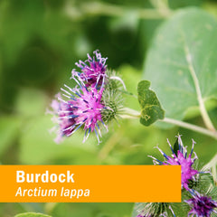 Label close-up of Herb Pharm Burdock Blend showing potency