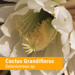 Label detail on Herb Pharm Cactus Grandiflorus showing potency