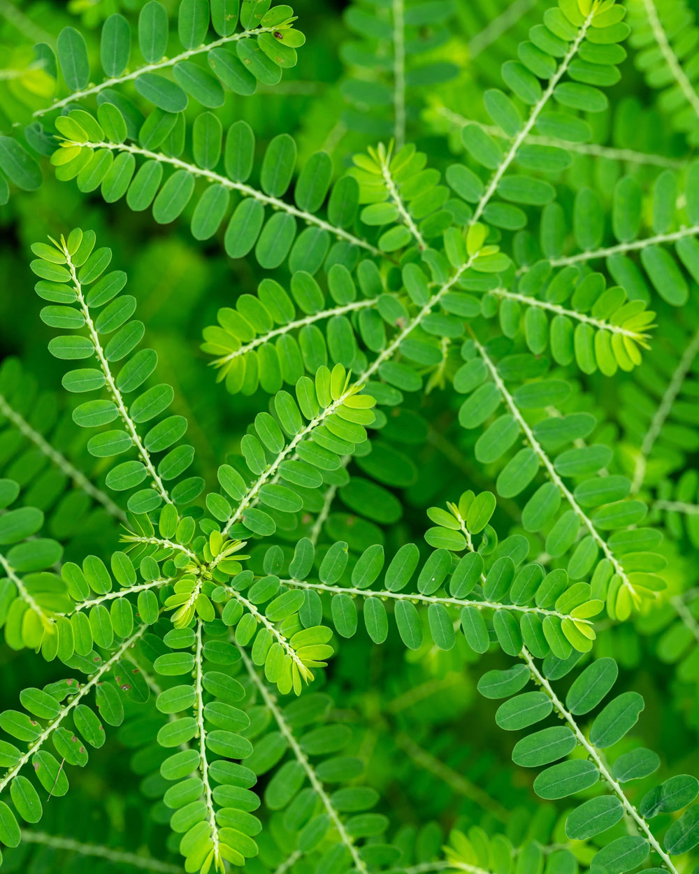 Close-up of Herb Pharm Chanca Piedra label and branding