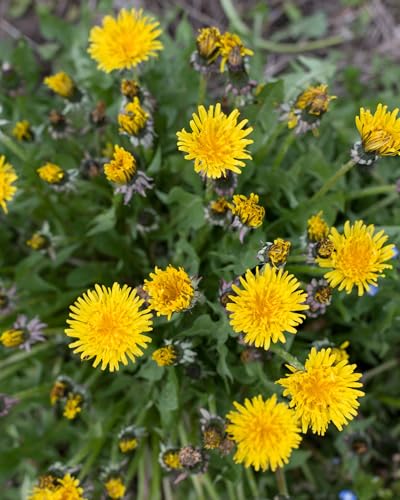 Herb Pharm dandelion extract being diluted in a cup of water