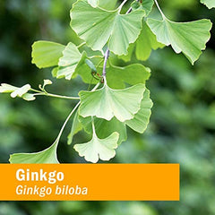 Herb Pharm Ginkgo drops pouring demonstrates easy daily use
