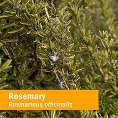 Herb Pharm gluten-free non-GMO label on rosemary extract