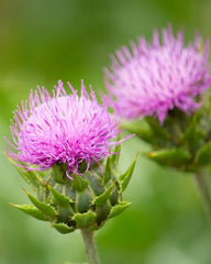 Herb Pharm Milk Thistle Seed Extract dried seeds close-up for herbal authenticity