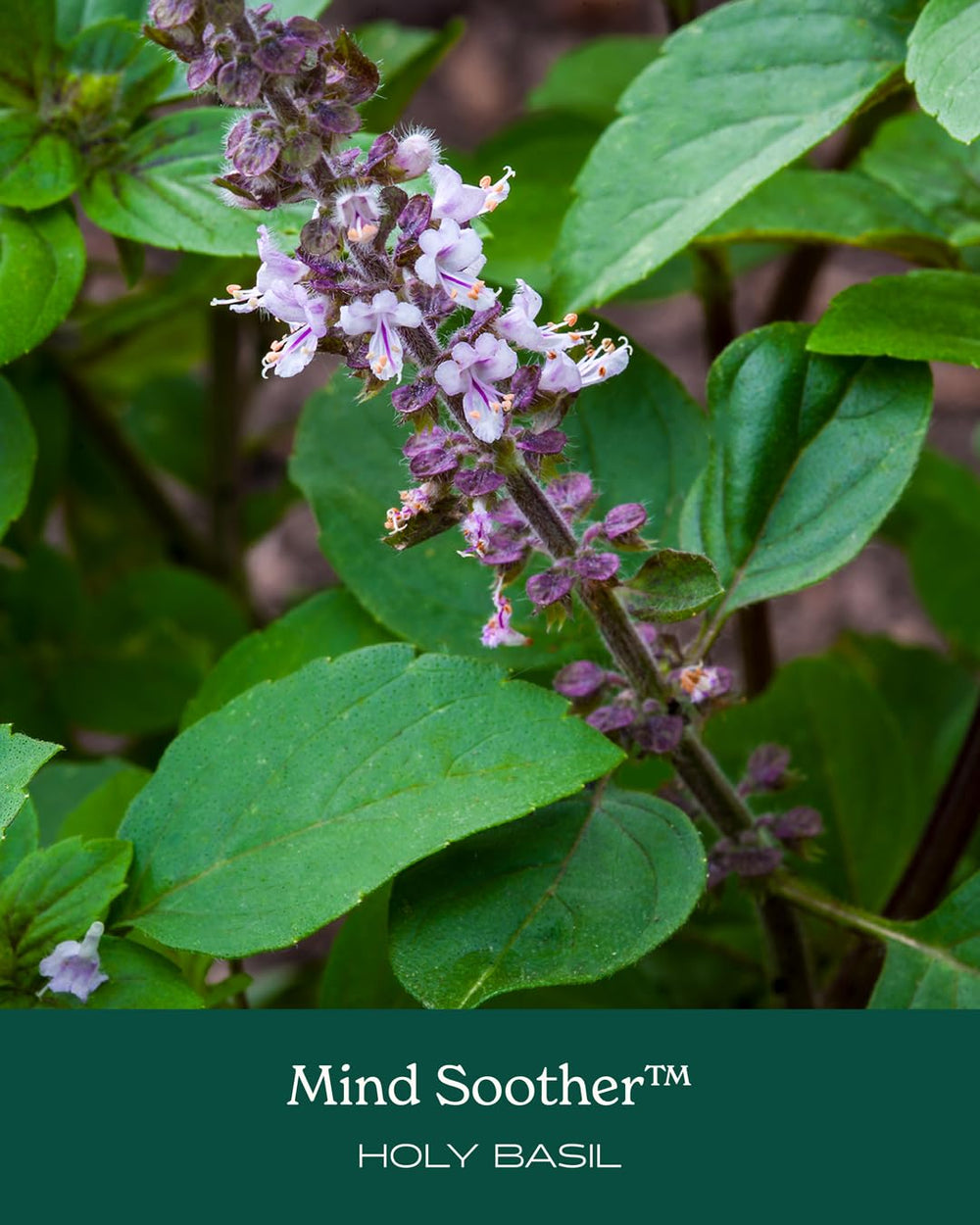 Herb Pharm Mind Soother glass bottle with serving suggestions in water.