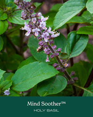 Herb Pharm Mind Soother glass bottle with serving suggestions in water.