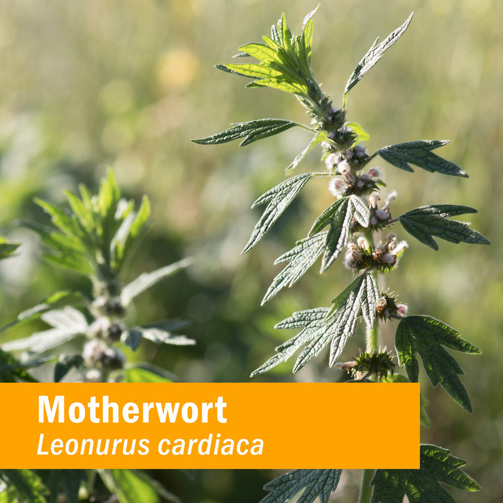 Herb Pharm Motherwort bottle being poured for convenient use.