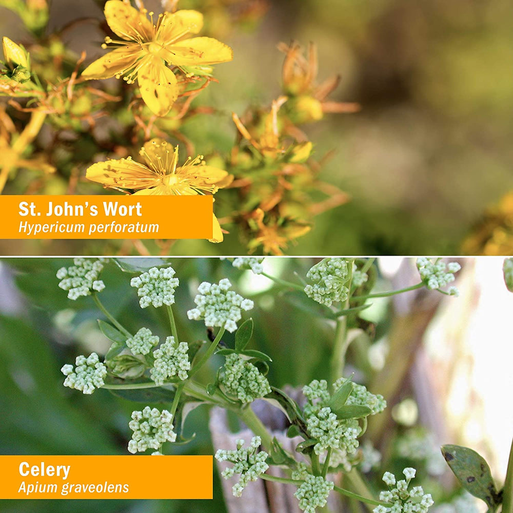 Ingredient lineup hinting at Skullcap, Oat Seed, and Lavender