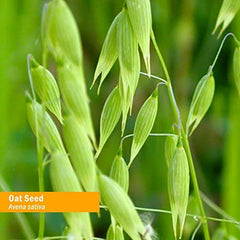 Hand-harvested semi mature oat seeds used in Herb Pharm extract