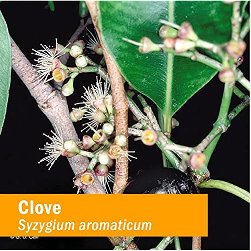 Herb Pharm organic clove tincture in sealed vessels preserves essential oils.