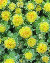 Vegan non-GMO branding on Herb Pharm Rhodiola Root Extract label