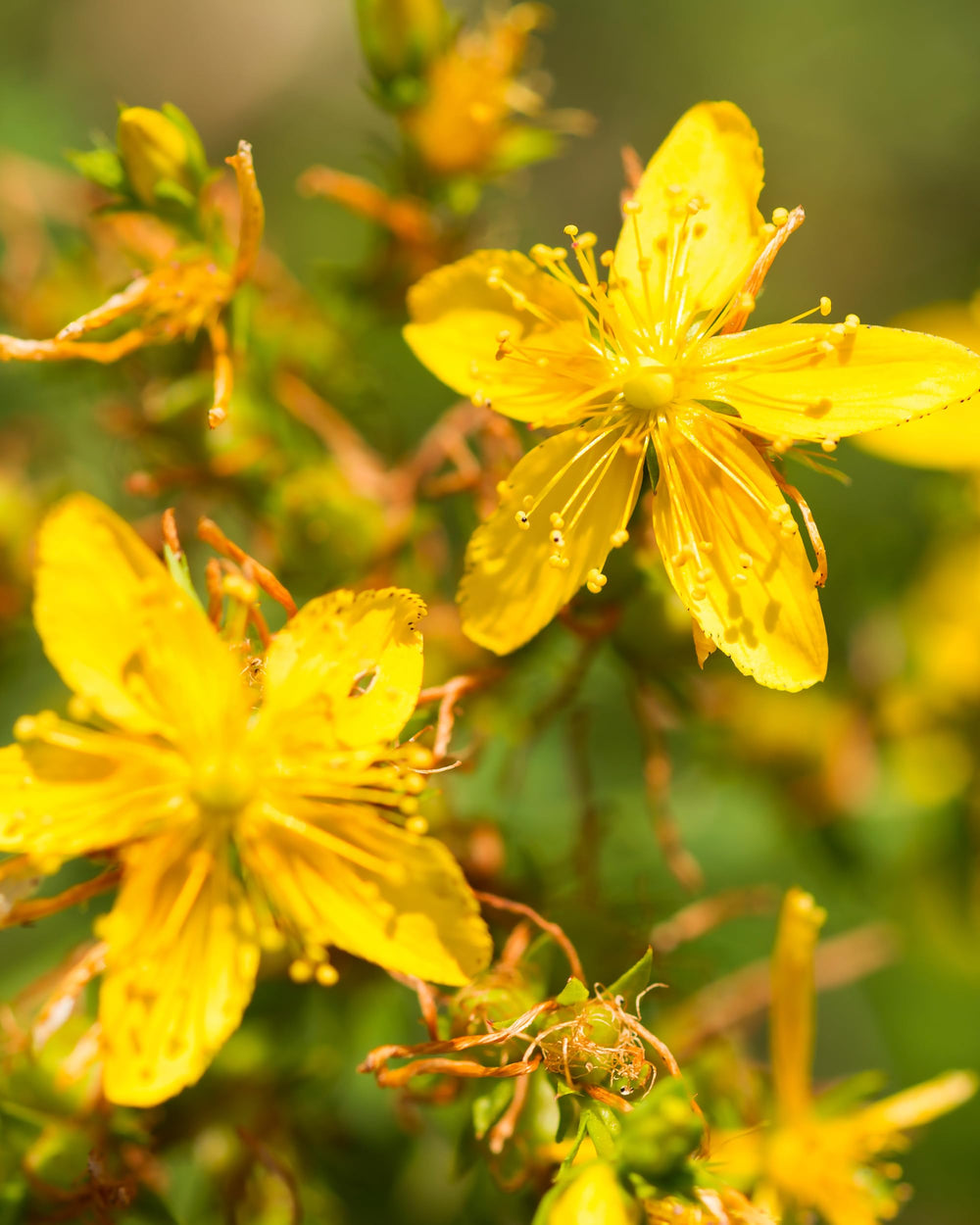 Cane alcohol base of Herb Pharm St. John's Wort extract.