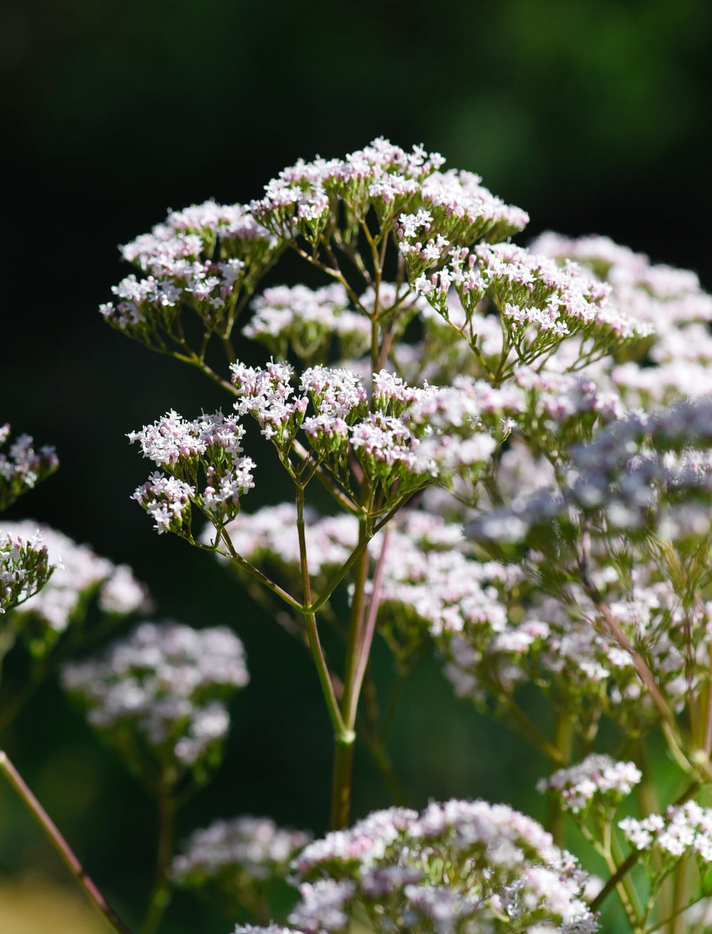 Herb Pharm Valerian Root Liquid Extract organic farm background emphasizes certs.