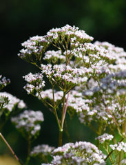 Herb Pharm Valerian Root Liquid Extract organic farm background emphasizes certs.