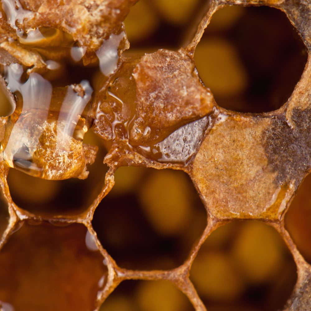 Wildcrafted propolis resin used in Herb Pharm blend
