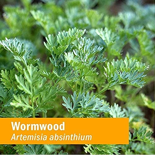 Herb Pharm Wormwood dried-leaves cleaned image highlights careful processing.
