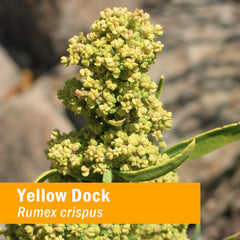 Herb Pharm Yellow Dock extract dropper highlighting convenient tincture delivery.