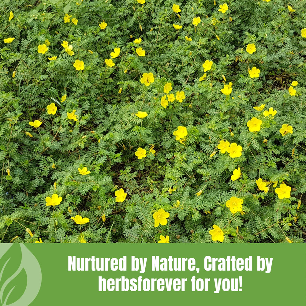 Herbsforever Gokshura powder gluten-free image reinforces pure plant-based option.