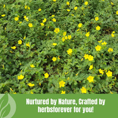 Herbsforever Gokshura powder gluten-free image reinforces pure plant-based option.
