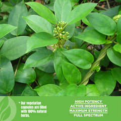 Herbsforever Gurmar packaging close-up communicates purity and tradition.