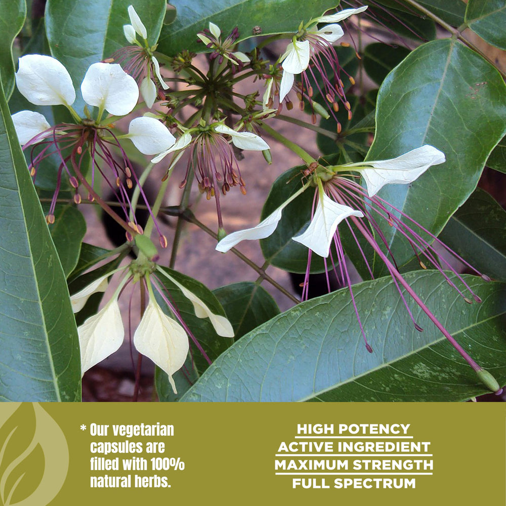 Ingredients info on Varuna Nurvala extract packaging.