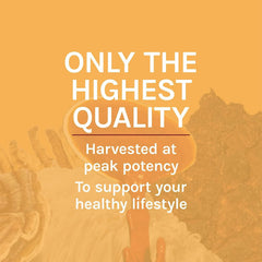 Dropper portion of Host Defense Cordyceps extract in focus for dosing