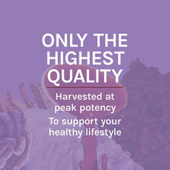 Host Defense Lions Mane bottle on counter for daily routine.