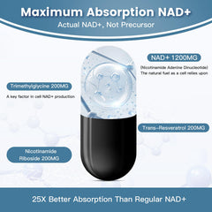 ingreens Liposomal NAD+ plus absorption graphic illustrating liposomal delivery