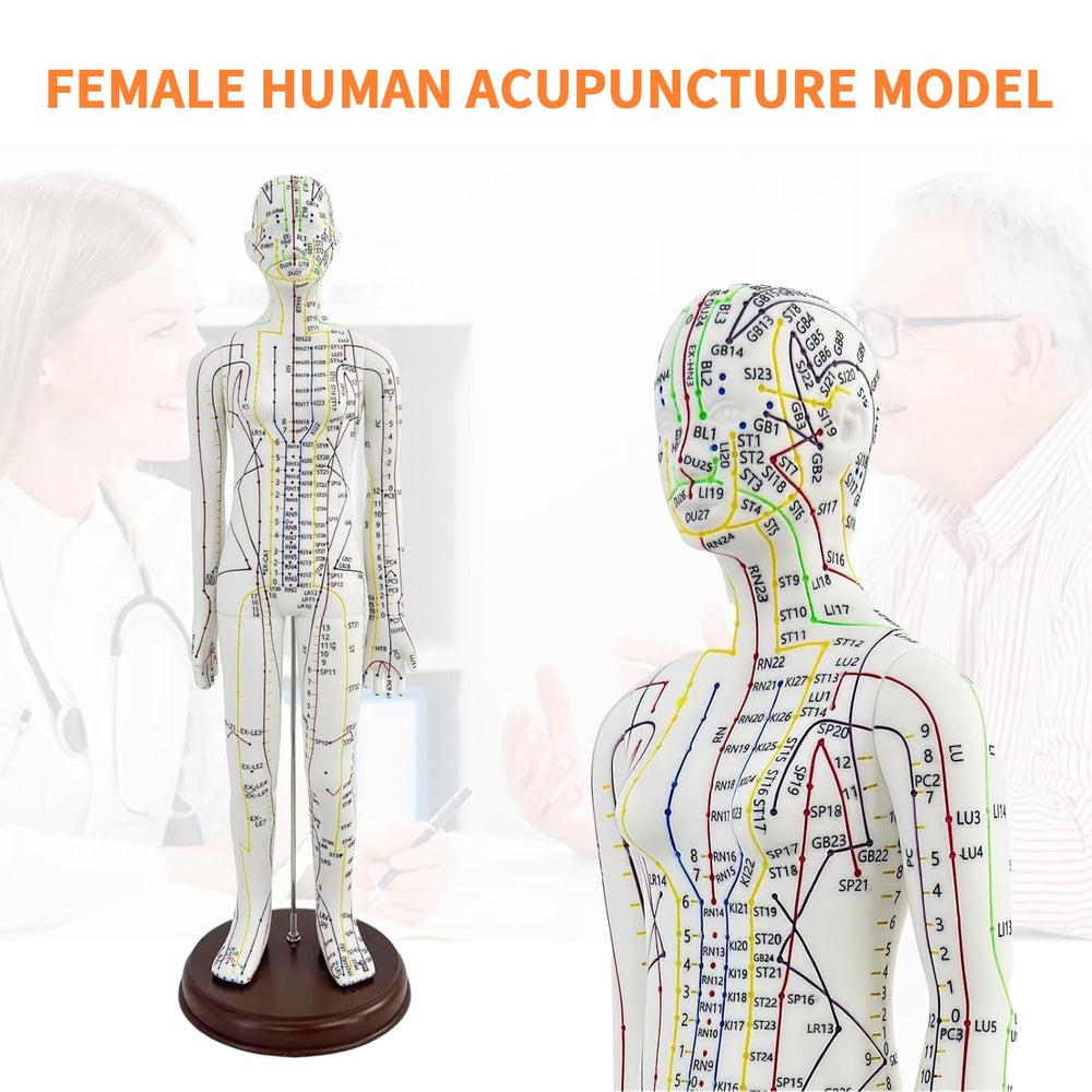 KDJFS 1/3 life-size acupuncture model back view showing latento landmarks