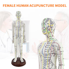 KDJFS 1/3 life-size acupuncture model back view showing latento landmarks