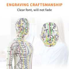 KDJFS 1/3 life-size acupuncture model English guide included