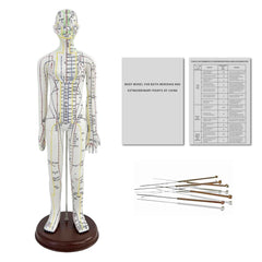 KDJFS 1/3 life-size acupuncture model front view for point location practice