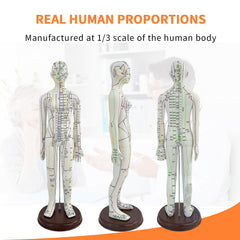 KDJFS 1/3 life-size acupuncture model torso close-up with labeled points