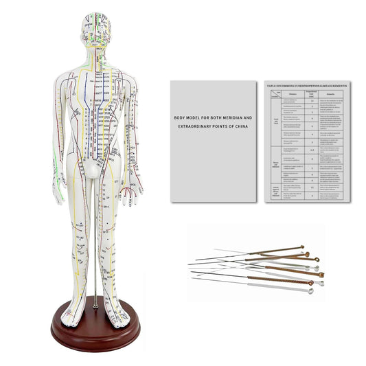 KDJFS 1/3 life-size acupuncture model front view for point location practice.