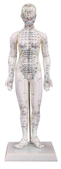 KS Acupuncture Model wooden base option supports stable demonstrations.