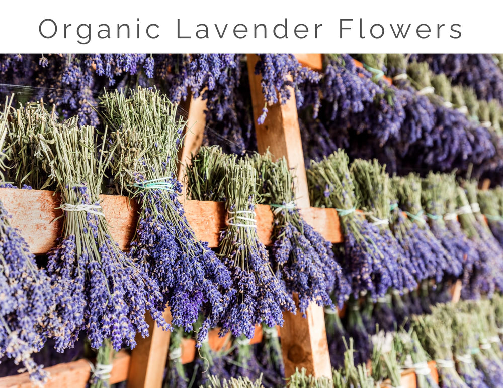 Lavender Lane close-up of lavender flowers