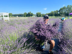 Lavender Lane hydrosol mist near skin for a soothing glow.