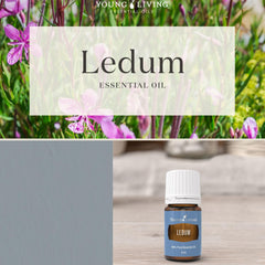 Ledum Premium Oil 5ml on altar inspires spiritual ritual and mindful intention