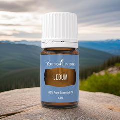 Ledum Premium Oil Yoga Meditation setup enhances concentration and inner balance