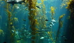 Illustration of Lifespan Energize Oyster Extract origin in Pacific waters