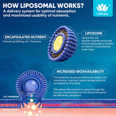 Reishi mushroom in the formula suggesting adaptogenic calm from LILICARE.