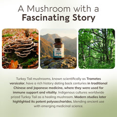 Longevity Botanicals turkey tail capsules in daily routine setup