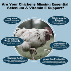 LuxeVib E+S Poultry Vitality Formula with chicks demonstrates active growth support