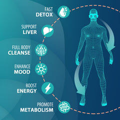 MythoTecq detox ingredients closeup featuring milk thistle, burdock, and licorice roots