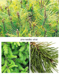 Natural Herbs pine needle extract powder texture—aromatic blends and cooking uses
