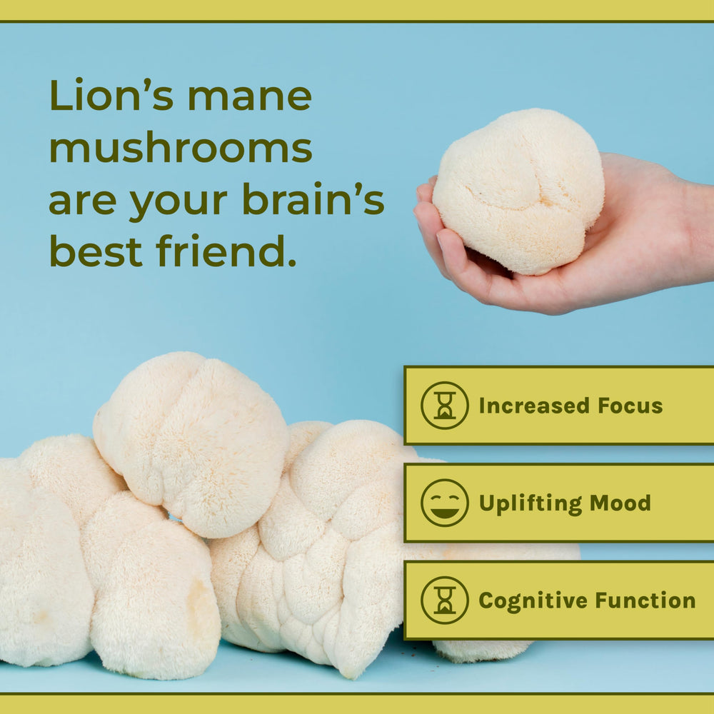 Naturealm Lions Mane powder in a coffee cup with silky texture aids mental clarity.