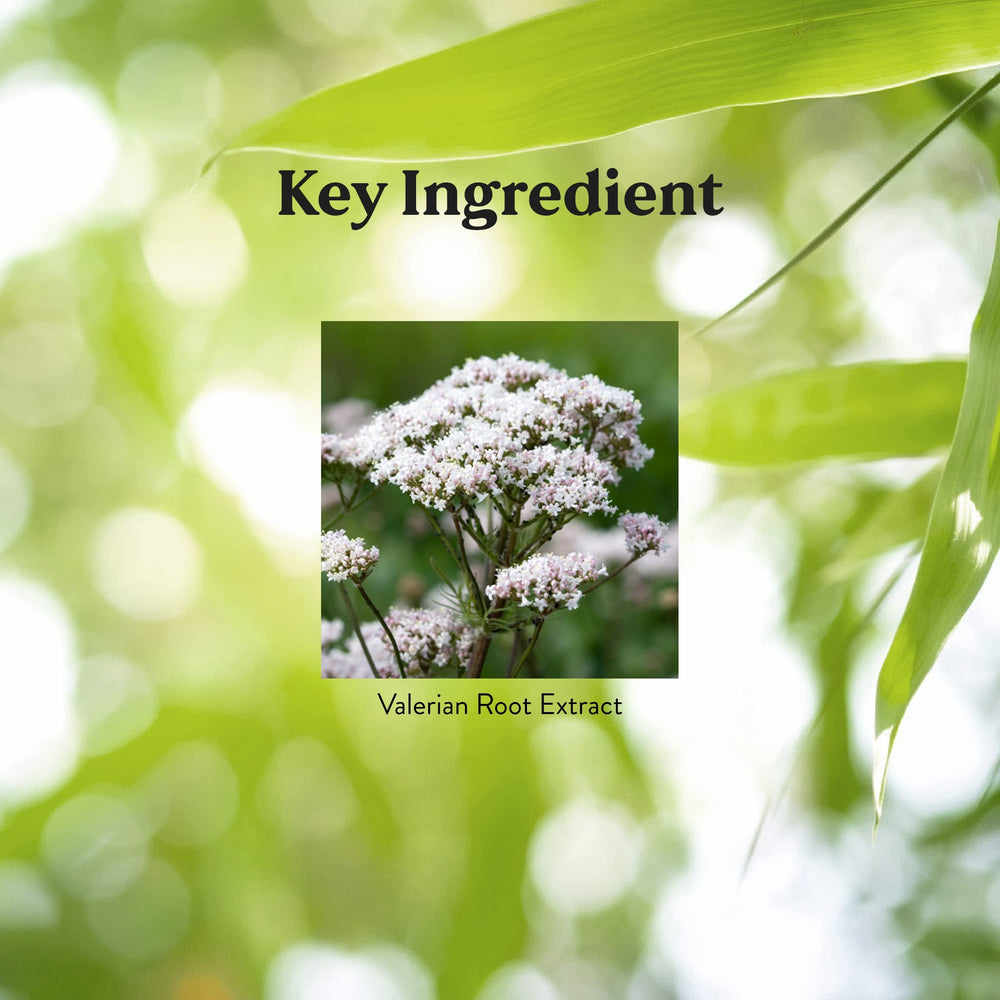 Nature's Sunshine Valerian Root ingredients panel highlights standardized valerenic acids for calming effects.