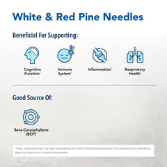 Close-up of raw pine needle extracts used in Pine Power Plus for daily wellness